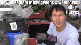 How to Replant Microgreens and Watercress after Harvest