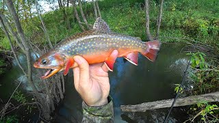 Wisconsin Trout Fishing  10/2/2020