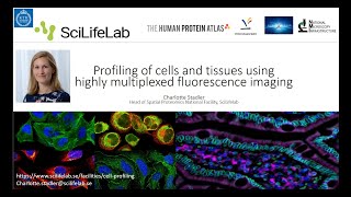 Profiling of cells and tissues using highly multiplex fluorescence imaging