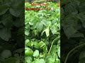 අර්තාපල් වගාව බිංගන්තලාව farmer potato agriculture nature nature deranatv binganthalawa