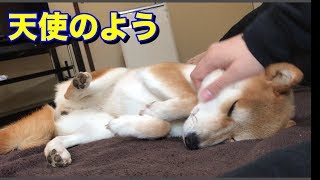 柴犬ハナ 赤ちゃんみたいな仕草をして可愛すぎる！ -- Shiba looks like baby! --