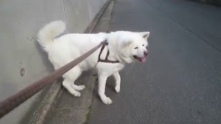 【秋田犬げんき】頑張って工事の機械に近付くも怖くなって引き返す【akita dog】