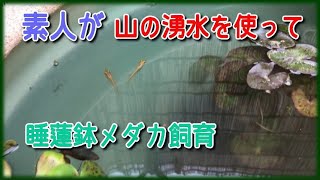 山の湧水で睡蓮鉢メダカ飼育