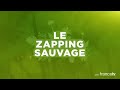 lycaons vs gnous la traque infernale zapping sauvage