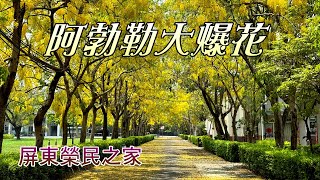 屏東榮民之家阿勃勒綻放囉，鮮黃繁盛的花串吊掛枝椏，精彩展現迷人魅力