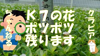 クラピアＫ７刈り込み時の意外な盲点について