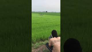 Drone Sembur Racun Padi - Sawah Sempadan Tg Karang