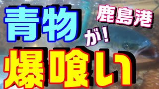 【爆釣！カンパチ ヒラマサ ワラサ】青物が爆食いする時！