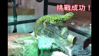 《王者蜥日記Uromastyx Diary》蜥蜥的爬酒瓶挑戰