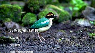 八色鳥覓食育雛 / Fairy pitta Foraging for Babies