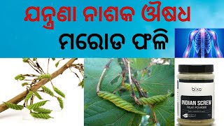 ମୋଡ଼ି ମୋଡିକା ଫଳ। Marod phali benefits in Odia, East Indian screw Tree,