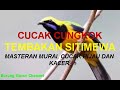 cucak cungkok tembakan istimewa masteranburung burunggacorchannel