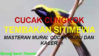 Cucak Cungkok Tembakan Istimewa (11.56 Mb) - Om Kicau Mania