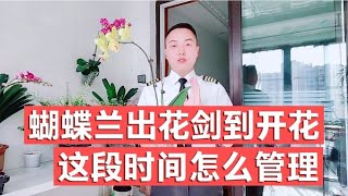 蝴蝶兰出花剑到开花这段时间怎么管理？改衣哥分享个人养护经验。