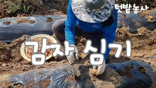 집에 먹다 남은 감자 심어도 되요? #싹난감자 #감자심는요령 #감자심는시기 #텃밭농사