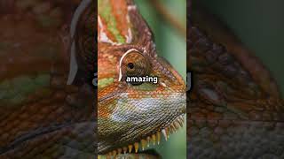 Unlocking Nature's Secrets: Chameleon Camouflage