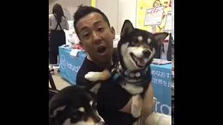 幕張メッセで開催されたペット博に行った黒柴犬の双子姉妹