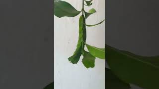 Insect#shorts | ఆకు తేలు#viral