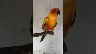 Sun conure l Aquavets