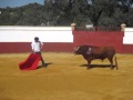 FINITO DE CORDOBA TIENTA UN TORO DE LA GANADERIA 