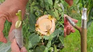 How to Feeding seedlings , Easy Grafting part 823