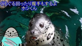 グルグル回ったり握手したり・・しながわ水族館　アザラシ　ホシくん