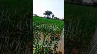 💪🌾Shetkari Onion🧅 Grower😍💯 #शेतकरी #नाद #कांदा #onion #Shetkariraja #brand #oniongrower #new #2021