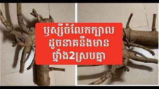 ឫស្សីចម្លែកមានក្បាលដូចនាគនឹងមានថ្នាំង2ស្របគ្នា The bamboo bamboo has a dragon like