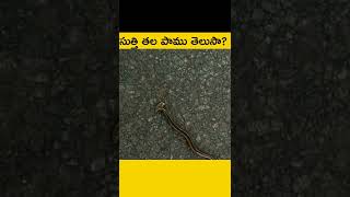 🐍🐍 వామ్మో సుత్తి తల పాము| ✅✅ Interesting Facts in Telugu | Telugu Vocal #shorts