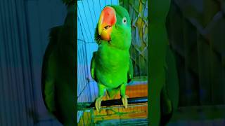 Parrot sound mithu 🦜🦜🦜#parrot #mithu #alexander #viral #shorts