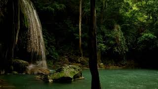 Rainforest Sounds for Sleep, Study & Relax | Peaceful Ambience with Waterfall, Birds & Rain Sounds