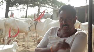 killar bulls and cows farm in chadchana karnataka,farmer interview kannada