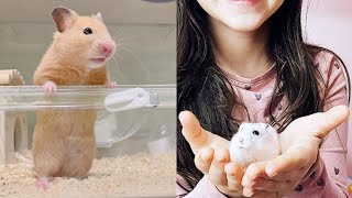 AWESOME HAMSTER 🐹 - Amazing Maze for Funny and Cute Hamsters Compilation 😂 | Funny Pets Life
