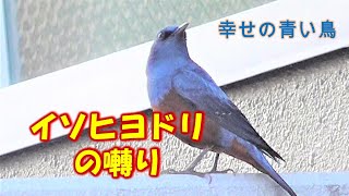 幸せの青い鳥 イソヒヨドリのさえずり♪ メスもいました。blue rock thrush