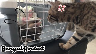 【初対面】シャーでお出迎えwベンガルの新入り子猫がやって来た!!【ベンガルロケット】