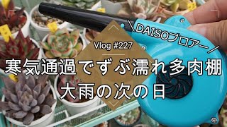 【Vlog227】【多肉植物】寒気通過で大雨☔ずぶ濡れ多肉棚【冬越しについて】【DAISOブロアー】