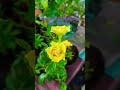 റോസിൽ ഇഷ്ടപെട്ടത് ഏതു നിറം ആണ് shorts rose short viral reels gardening gardeningtips