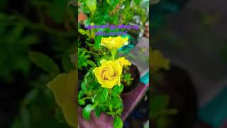 റോസിൽ ഇഷ്ടപെട്ടത് ഏതു നിറം ആണ്??#shorts #rose #short #viral #reels #gardening #gardeningtips