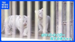 「宇都宮動物園」でホワイトタイガーの双子の赤ちゃん　一般公開｜TBS NEWS DIG