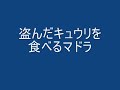 盗んだキュウリを食べるマドラ