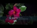 Right here waiting for you Jed Miranda Cover
