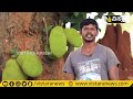 ತೂಬಗೆರೆ ಹಲಸು ದೊಡ್ಡಬಳ್ಳಾಪುರ tubagere jackfruit vistara krishi jackfruit farming in kannada