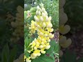 4k video #shorts#pretty Yellow Flower💛 #lupine @Positive Sprinkles |USA Spring Vibes #perennials