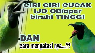 CIRI CIRI CUCAK IJO OB/oper birahi TINGGI dan cara mengatasi nya..?