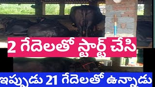 2 గేదెలతో స్టార్ట్ చేసిఇప్పుడు 21 గేదెలతో ఉన్నాడు|dairy farm in telugu|successful buffalo farmtelugu