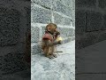 #Baby #monkey #eating food was #discovered by the #dog