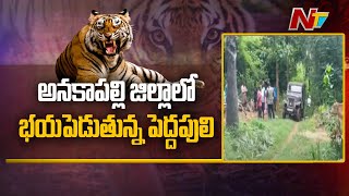 Tiger Creates Panic in Anakapalle District People | Ntv