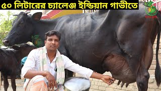 সেন্টু ভাইয়ের ৫০ লিটারের চ্যালেঞ্জ ফাটাফাটি জার্সি গাভীর কালেকশন ! পাইকারীর সবচেয়ে বড় খামার ।