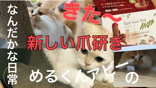 新しい爪研ぎに喜ぶねこ　めるくんアビーのなんだかな日常