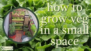 How to grow veg on a balcony, patio, roof terrace or other tiny space